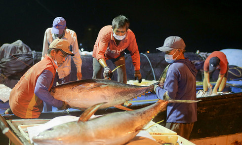 Vietnamese tuna exports to the US decline sharply due to tariffs