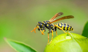Two children die after hornet attack in China
