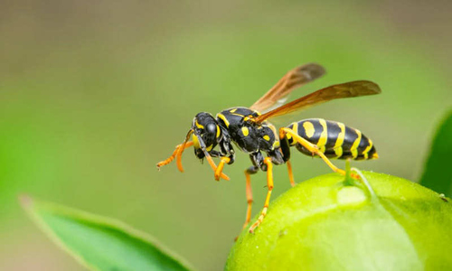 Two children die after hornet attack in China