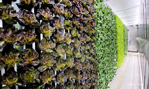 Container farms: a new model for urban farming