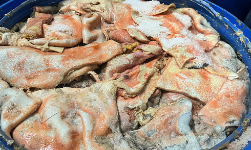 Nearly 100 barrels of rotting pig skin found at sausage facility