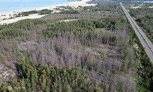 Mass die-off of coastal casuarina trees in Binh Dinh