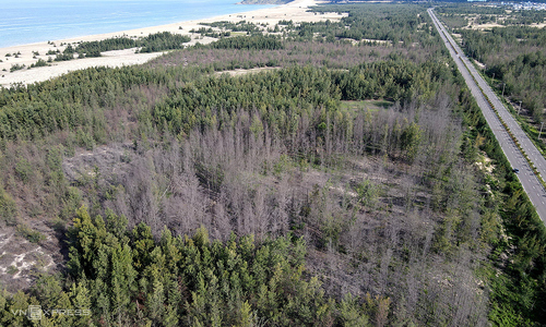 Mass die-off of coastal casuarina trees in Binh Dinh