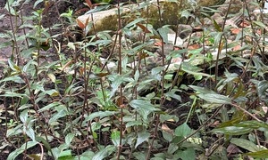 Can pouzolzia zeylanica cure pneumonia?