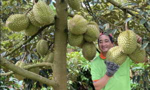 Vietnamese fruits and vegetables rebound in the Chinese market