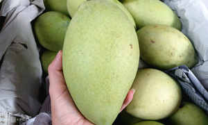 Hoa Loc mango prices soar