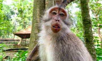 Girl bitten by monkey in Bali