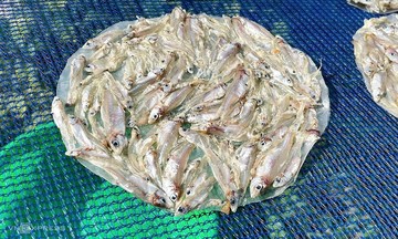 Tiny anchovies: a delicacy from the Se San river