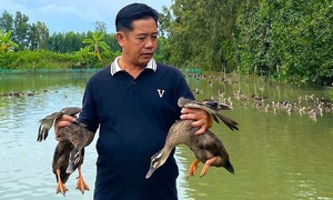 Making a fortune farming wild ducks