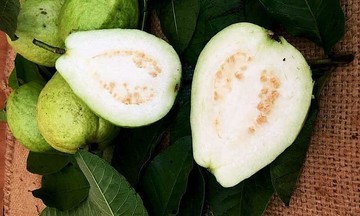 Can eating guava help manage cholesterol?