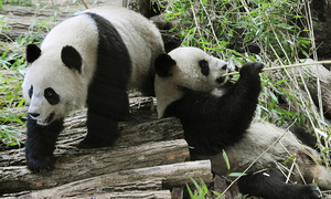 France to return panda couple to China for retirement