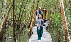 Experiencing a 'resistance village' in U Minh Ha cajuput forest