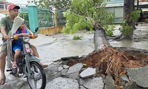 Large tree falls at elementary school in Ho Chi Minh City