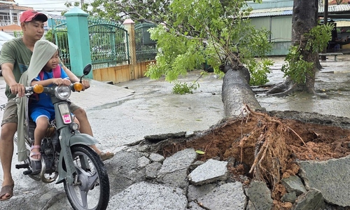 Large tree falls at elementary school in Ho Chi Minh City