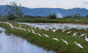 Widespread trapping decimates wild bird populations in Nghe An