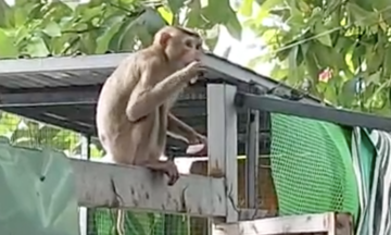 Escaped monkey injures 3 in Ho Chi Minh City