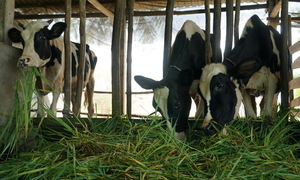 Dairy farming in Vietnam declines sharply