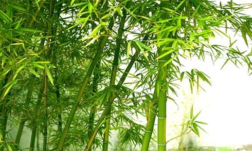 ‘Bamboo Vietnam’ poem resonates with a new generation