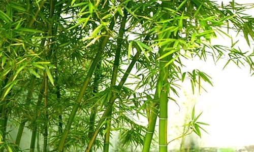 ‘Bamboo Vietnam’ poem resonates with a new generation