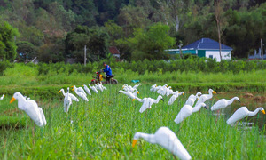 The challenge of combating wild bird poaching in Nghe An