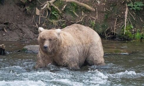 Fat bear week at Katmai national park