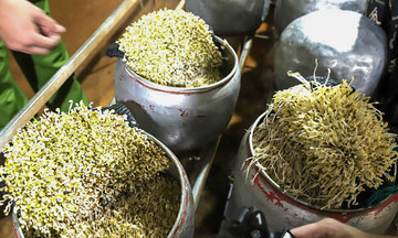Nearly 500 kg of chemically treated bean sprouts seized in raid