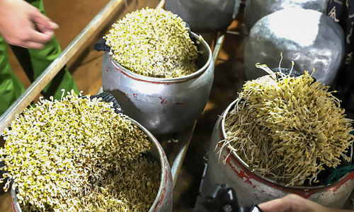 Nearly 500 kg of chemically treated bean sprouts seized in raid