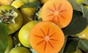 Benefits of crisp persimmons