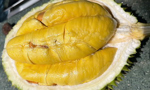 Musang King durian prices reach nearly 300,000 VND per kg