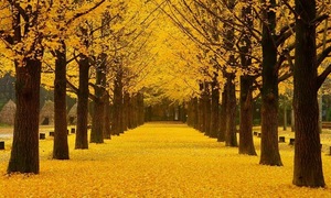Affordable autumn getaways: Exploring Asia's fall foliage on a 10-20 million VND budget