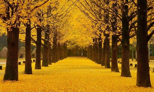Affordable autumn getaways: Exploring Asia's fall foliage on a 10-20 million VND budget