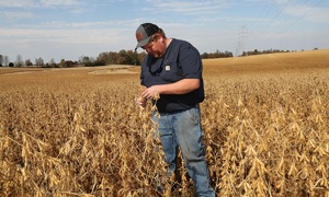 US soybean farmers uneasy as China turns away