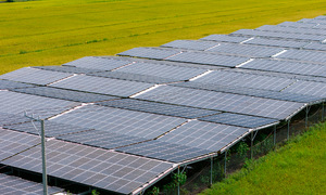 Solar farms could yield one billion dong profit per hectare