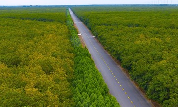 Nearly 50 km of Ho Chi Minh Road through forest before opening day