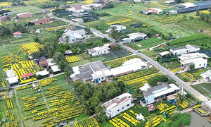 Two largest flower villages in the Mekong Delta busy preparing for Tet