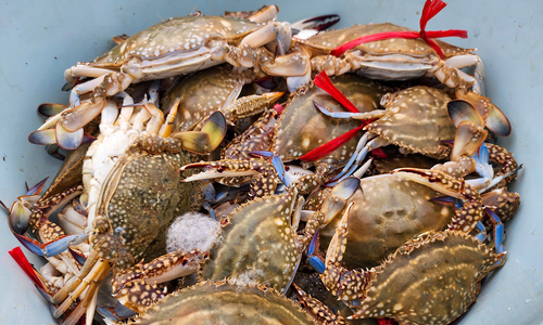 Fishermen net big crab catches