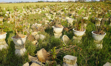 Tet mai capital devastated after typhoon Kalmaegi