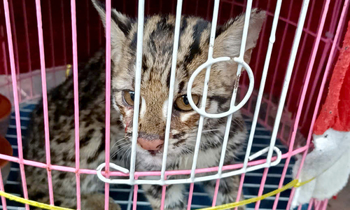 Rare marbled cat found injured by roadside in Lam Dong