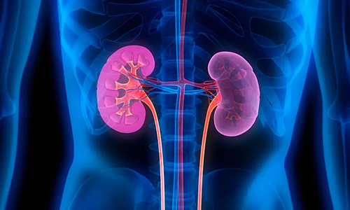 Does frequent sexual activity cause kidney failure?
