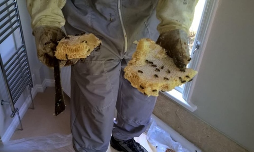 10 kg beehive discovered in apartment