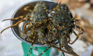 China spends over a billion USD on Vietnamese shrimp