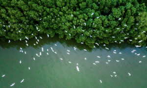 National Assembly member: extend income tax exemption for carbon credit sales needed