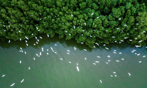 National Assembly member: extend income tax exemption for carbon credit sales needed