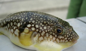 Coma induced by a toxin 275 times stronger than cyanide