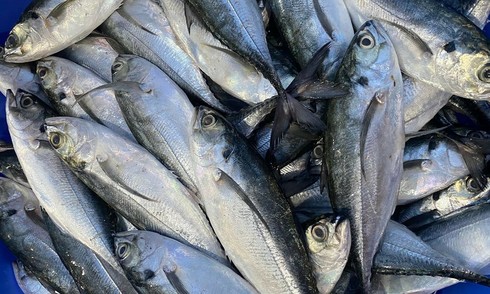 Is eating animal eyes good for eyesight?