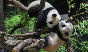 Japan's last pair of pandas set to return to China
