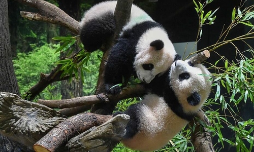 Japan's last pair of pandas set to return to China