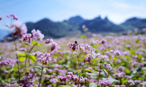 What attracts visitors to the Ha Giang buckwheat flower festival 2025?