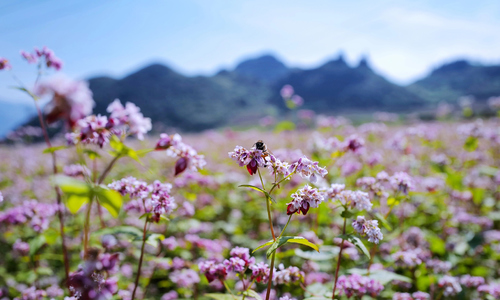 What attracts visitors to the Ha Giang buckwheat flower festival 2025?