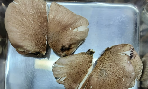 Man nearly dies after AI misidentifies poisonous mushrooms